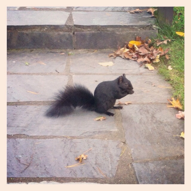 Black squirrels of Westfield, MA / Western Massachusetts